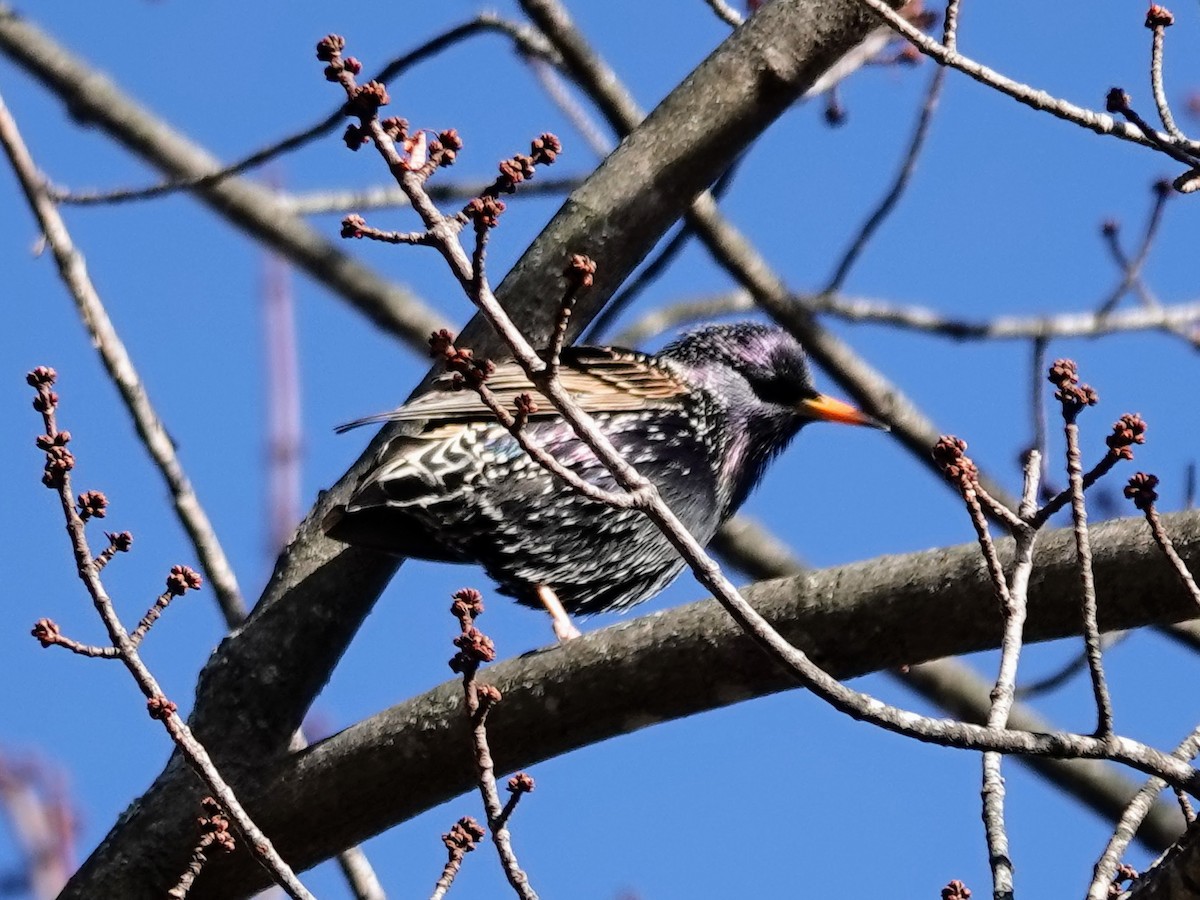 European Starling - Celeste Echlin