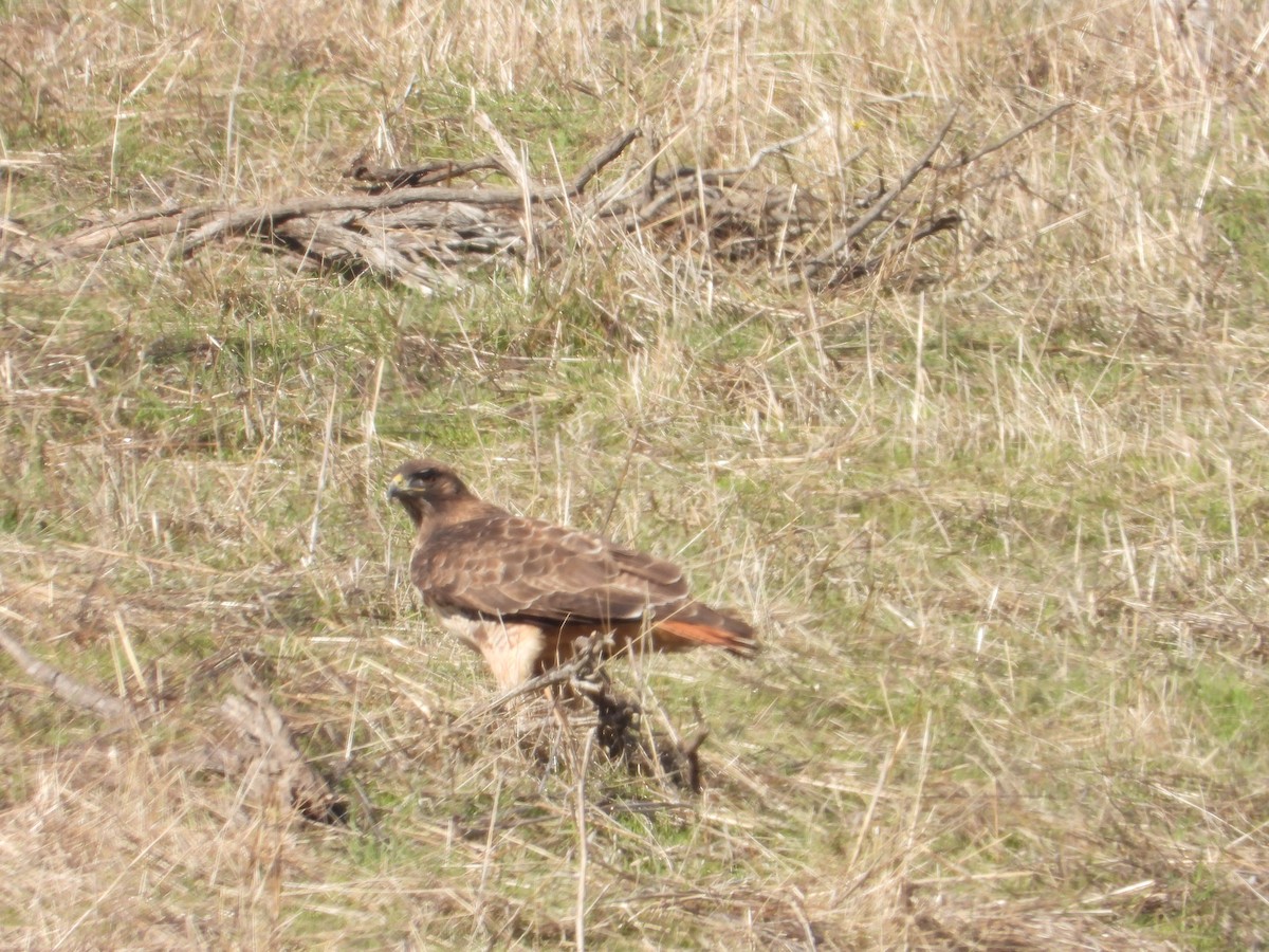 Red-tailed Hawk - ML613588226