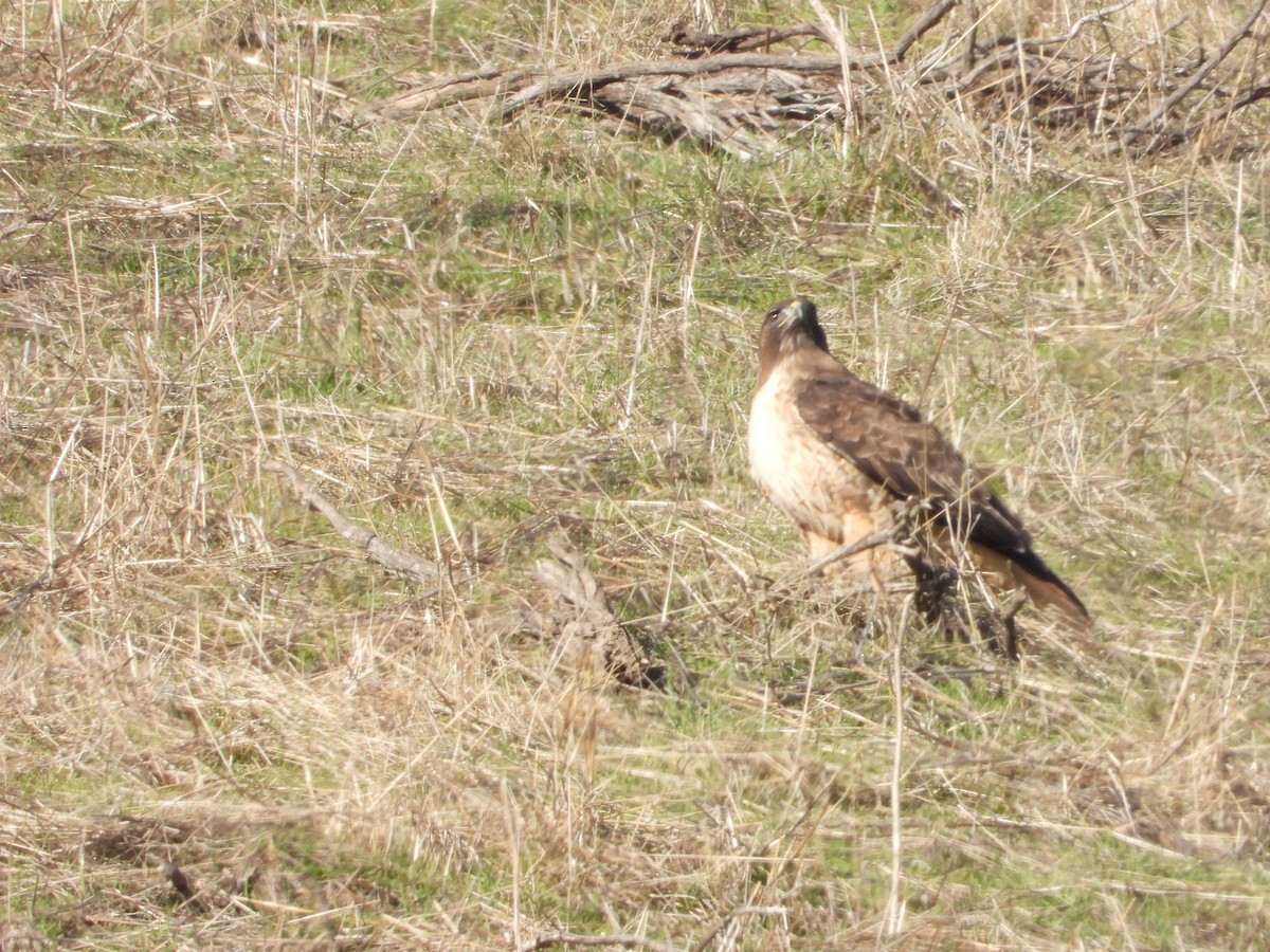 Red-tailed Hawk - ML613588227