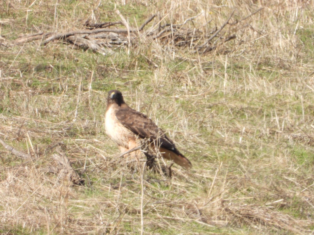 Red-tailed Hawk - ML613588228