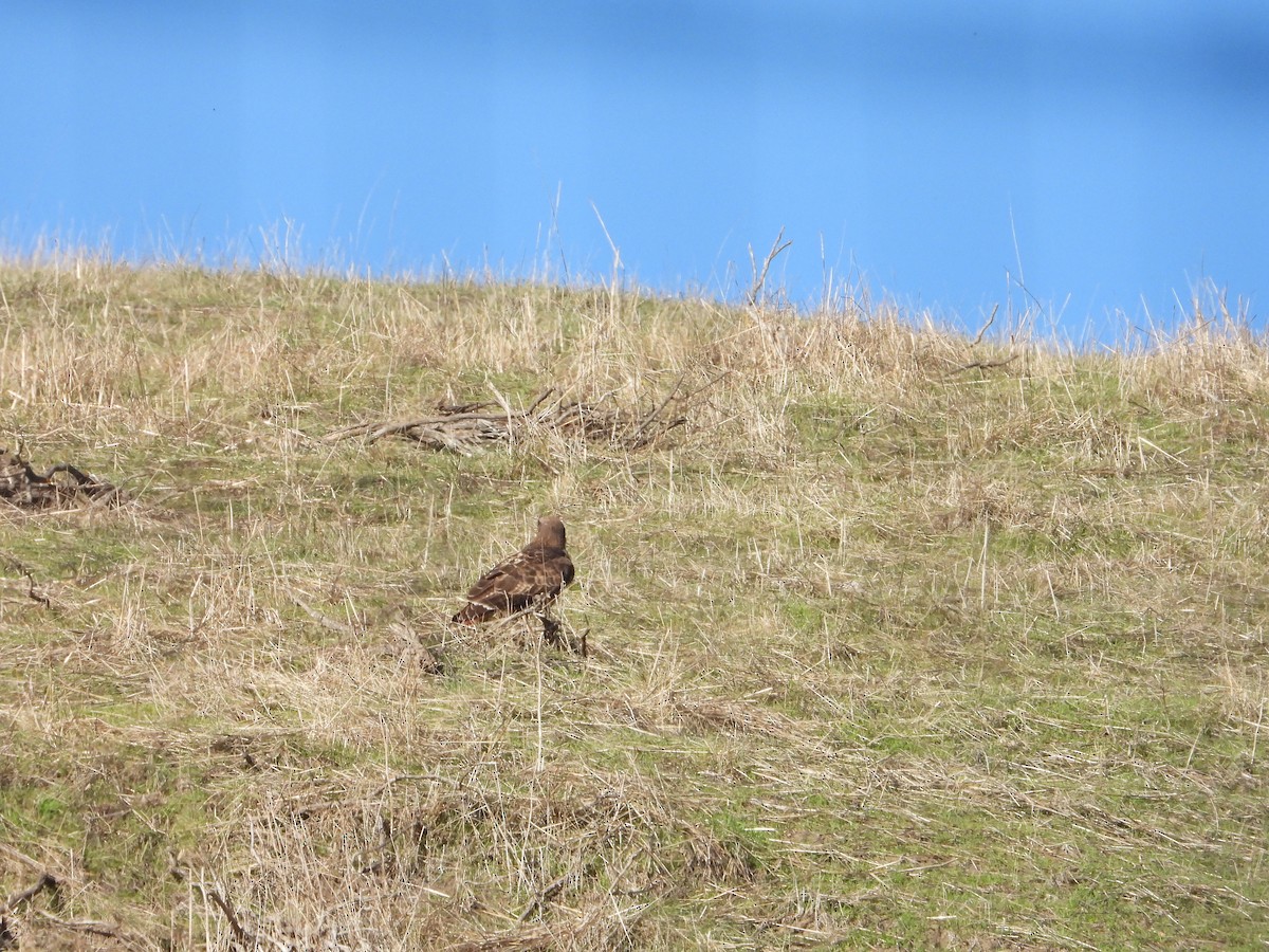 Red-tailed Hawk - ML613588229