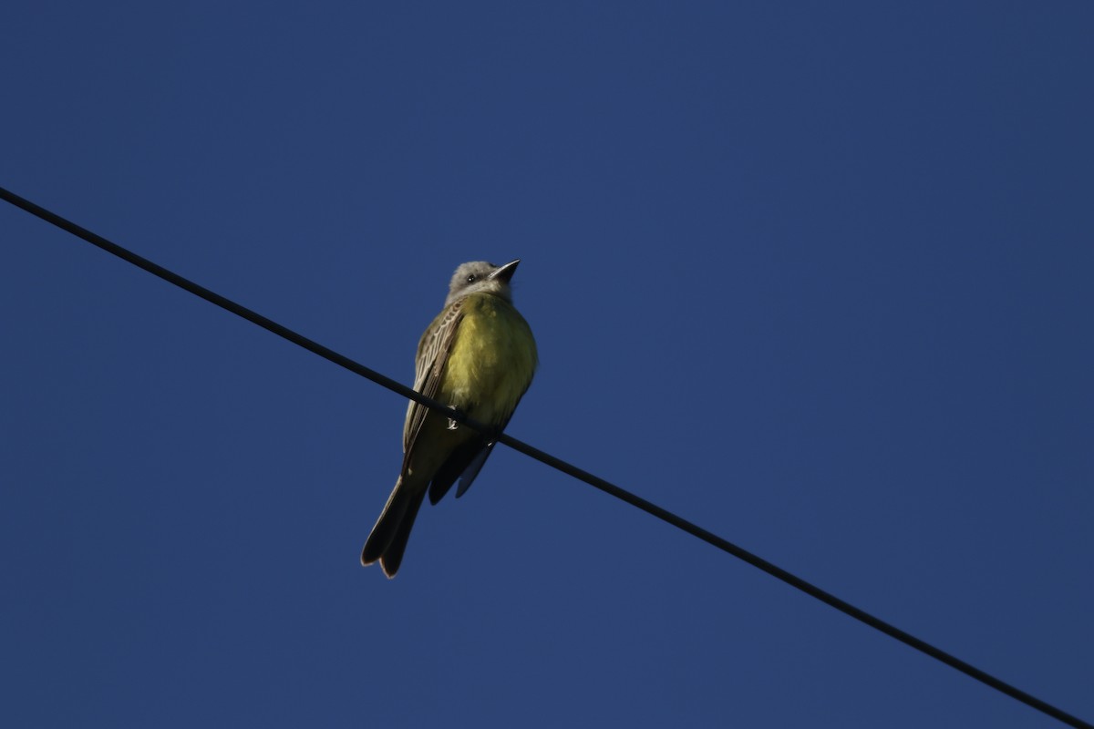 Tropical Kingbird - ML613588250