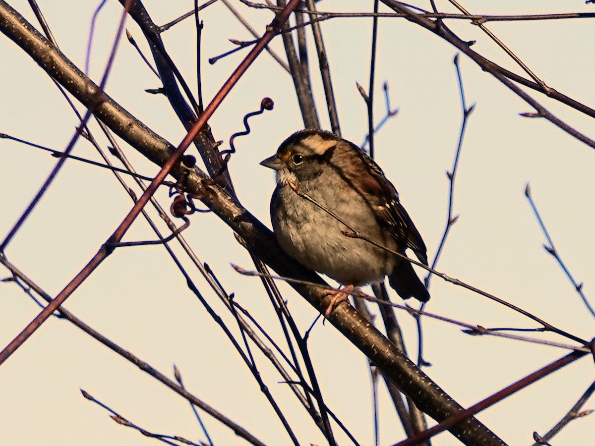 White-throated Sparrow - Celeste Echlin