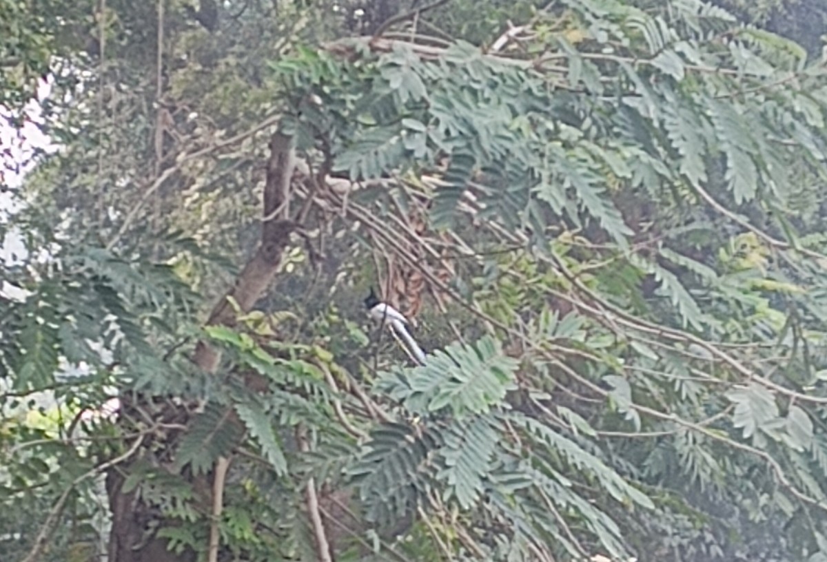 Indian Paradise-Flycatcher - ML613588278