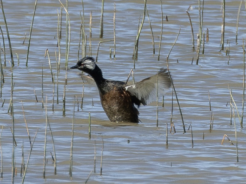 White-tufted Grebe - Peter Kondrashov