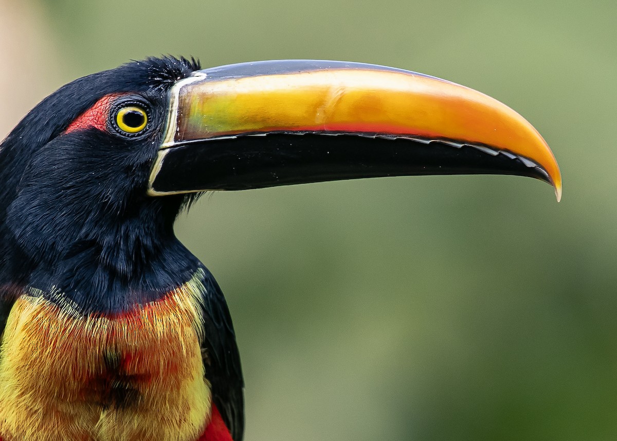 Fiery-billed Aracari - ML613588387