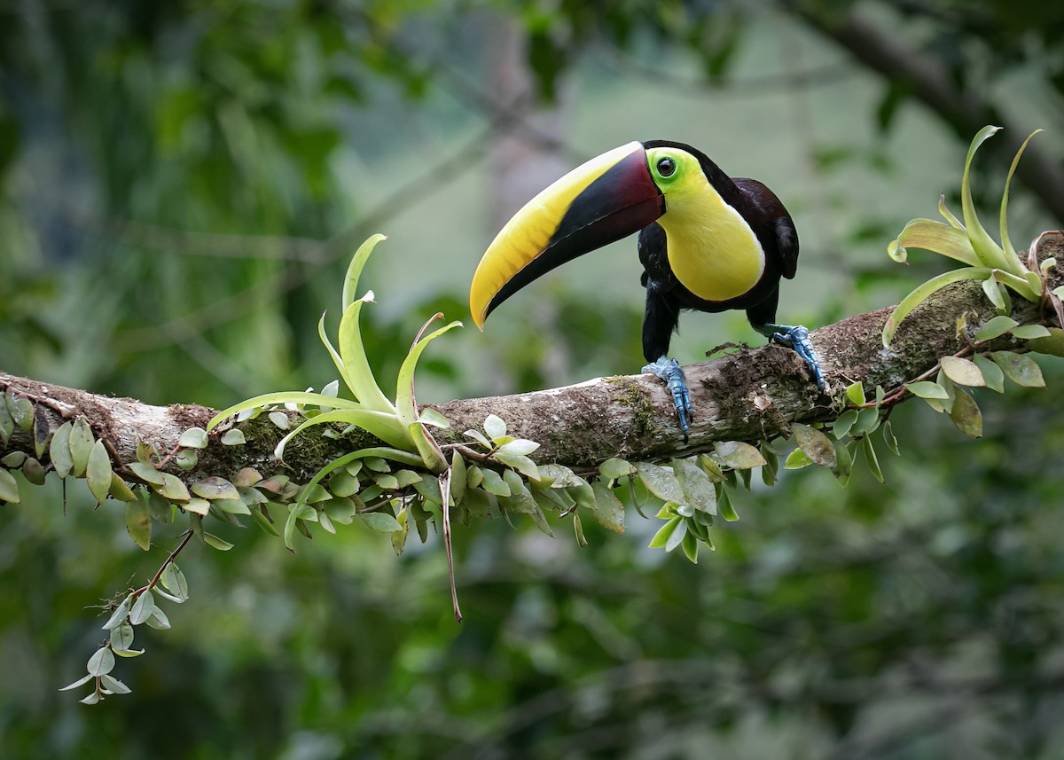 Yellow-throated Toucan - ML613588399