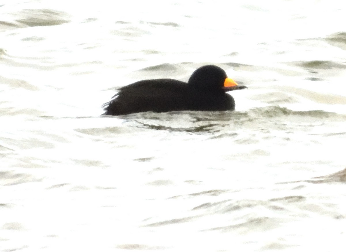 Black Scoter - ML613588429