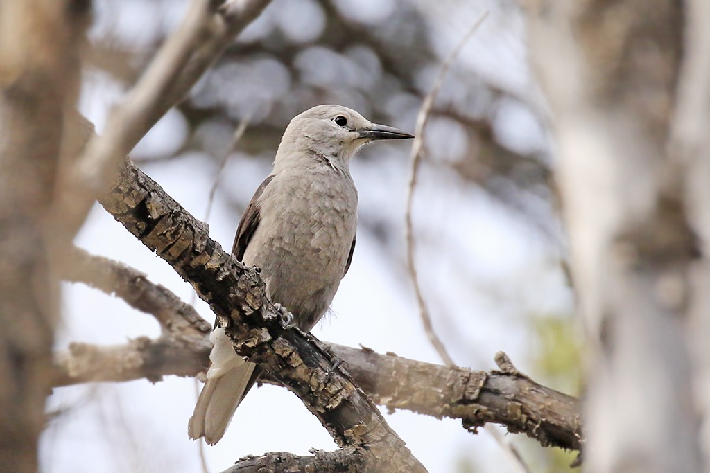 Clark's Nutcracker - Rene Valdes 🦜