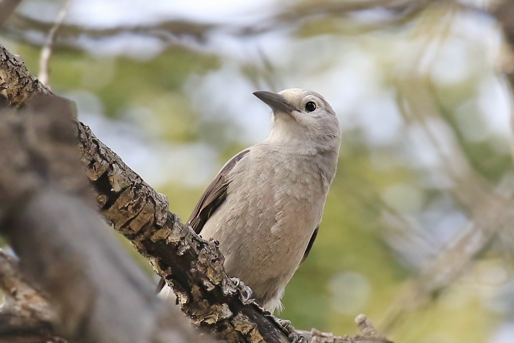 Clark's Nutcracker - Rene Valdes 🦜