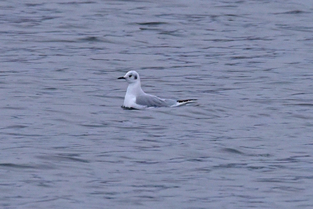 Bonaparte's Gull - ML613588519