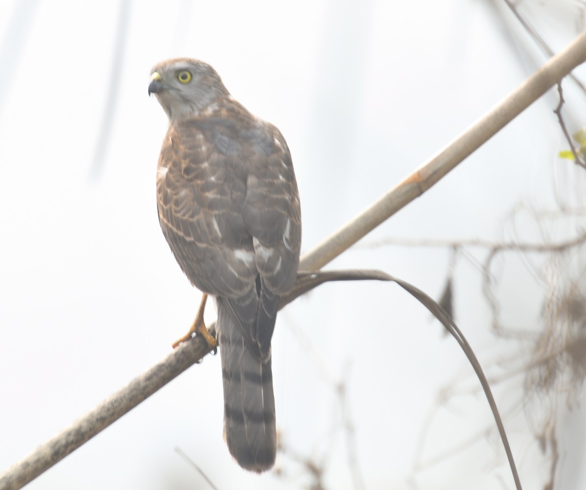 タカサゴダカ - ML613588529