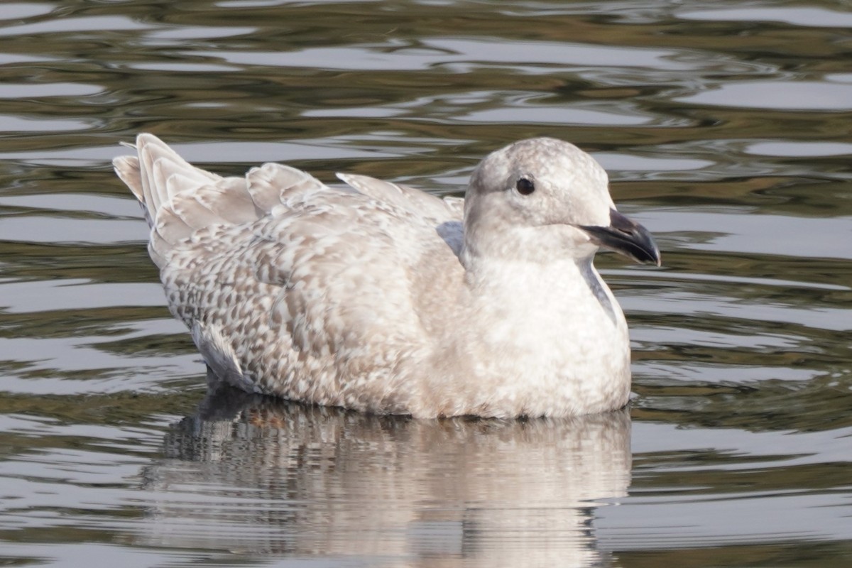 Glaucous-winged Gull - ML613588535