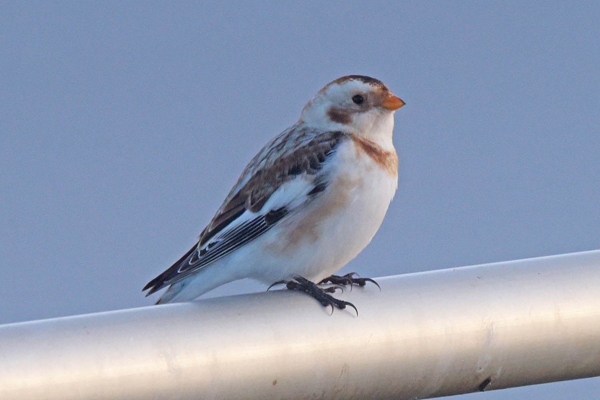 Snow Bunting - ML613588547