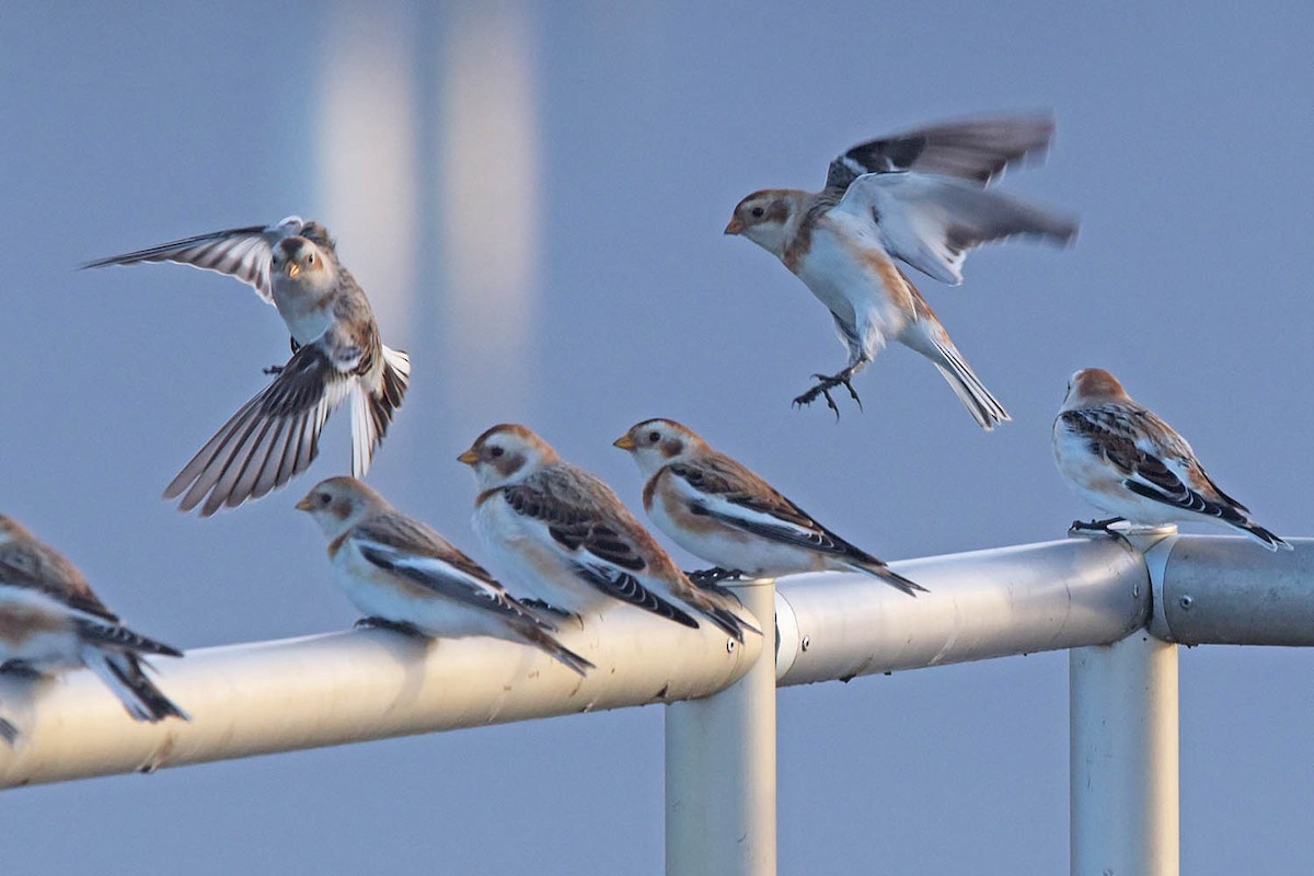 Snow Bunting - Troy Hibbitts