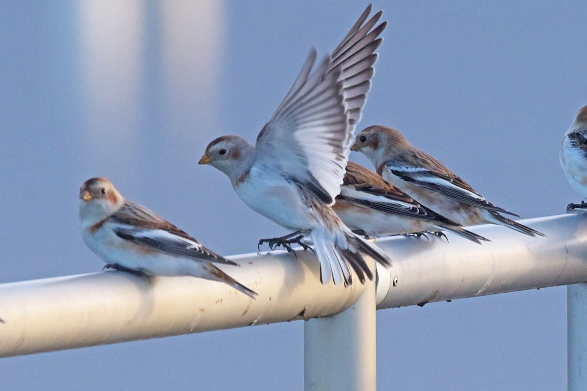 Snow Bunting - ML613588549