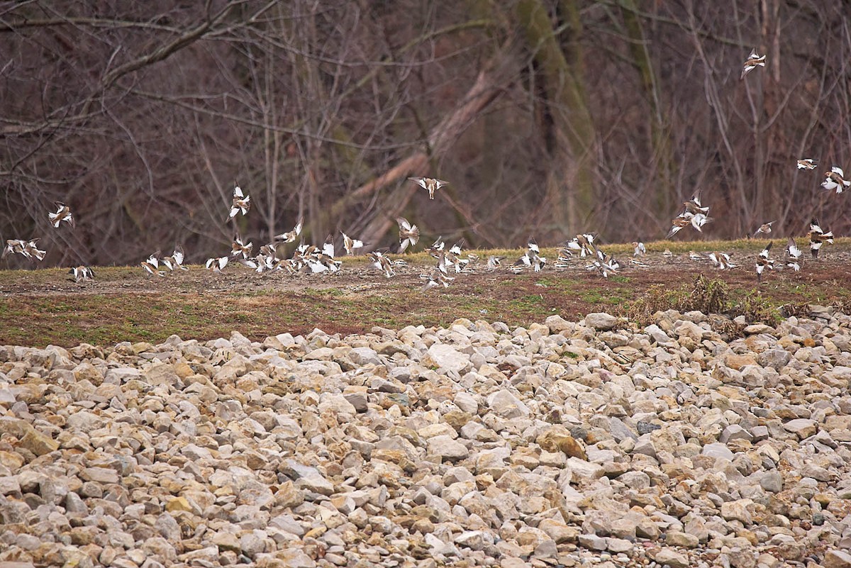 Snow Bunting - Troy Hibbitts