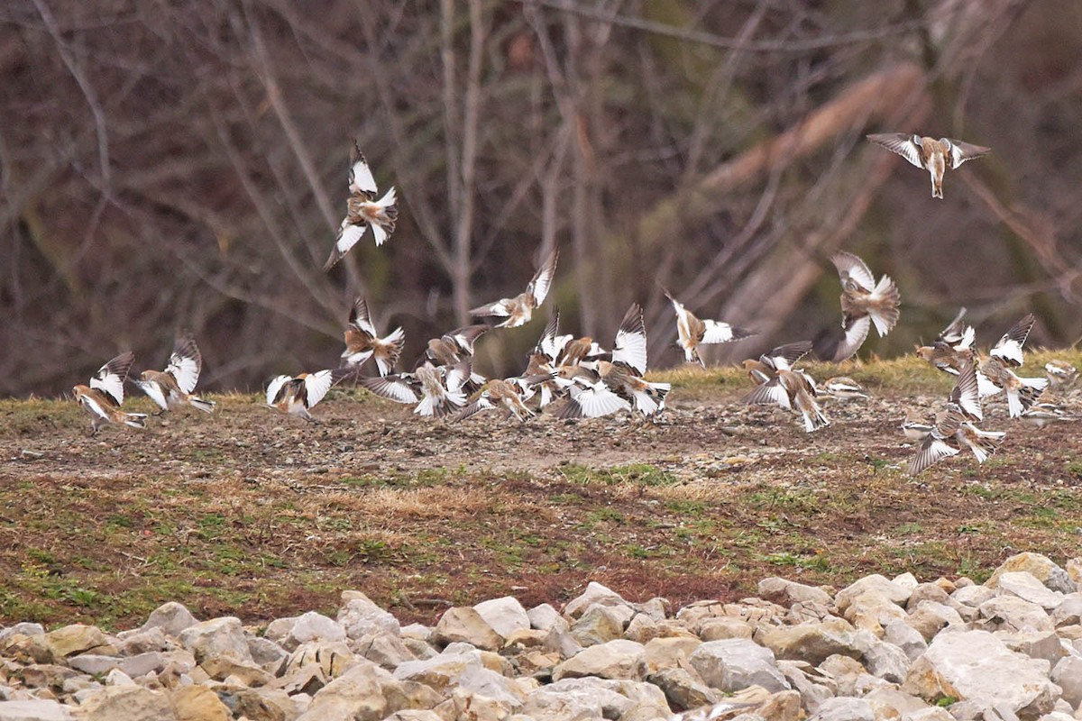 Snow Bunting - Troy Hibbitts