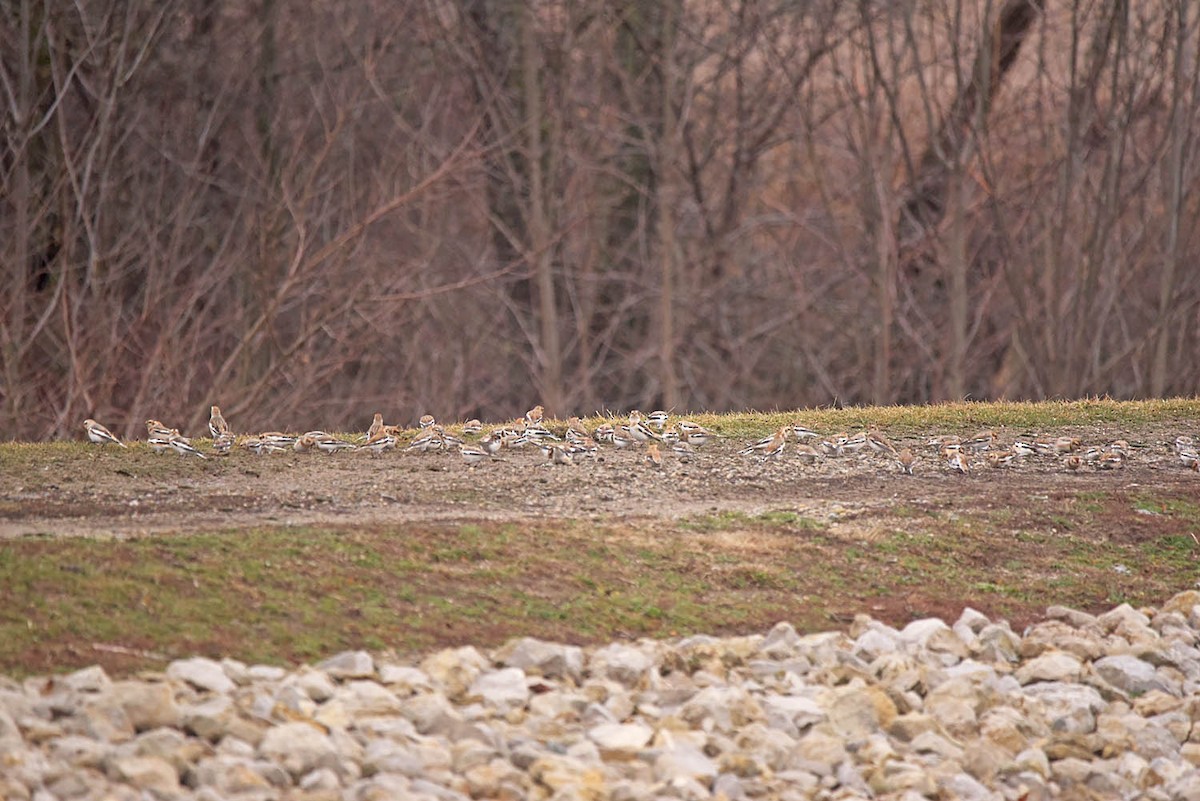 Snow Bunting - Troy Hibbitts