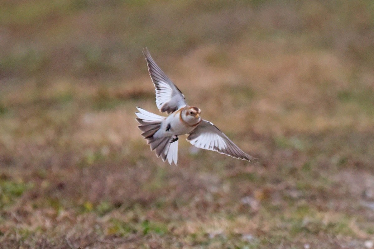 Snow Bunting - ML613588554