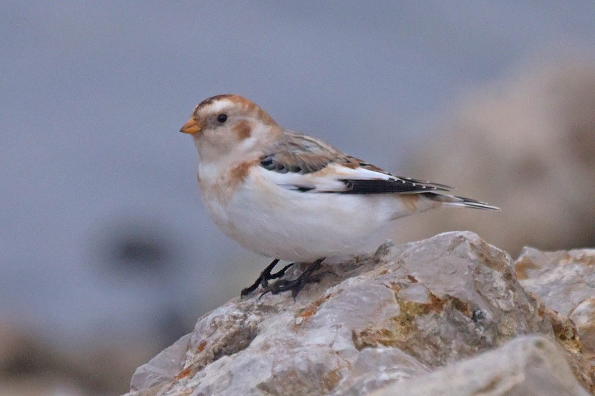 Snow Bunting - Troy Hibbitts