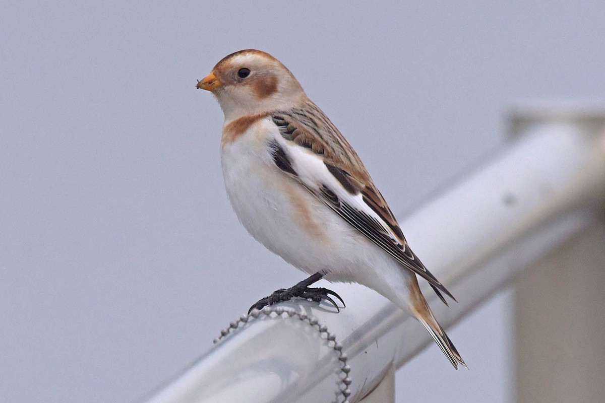 Snow Bunting - ML613588558