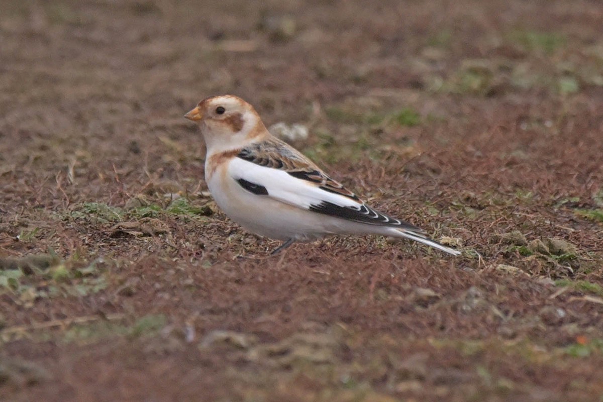 Snow Bunting - ML613588559