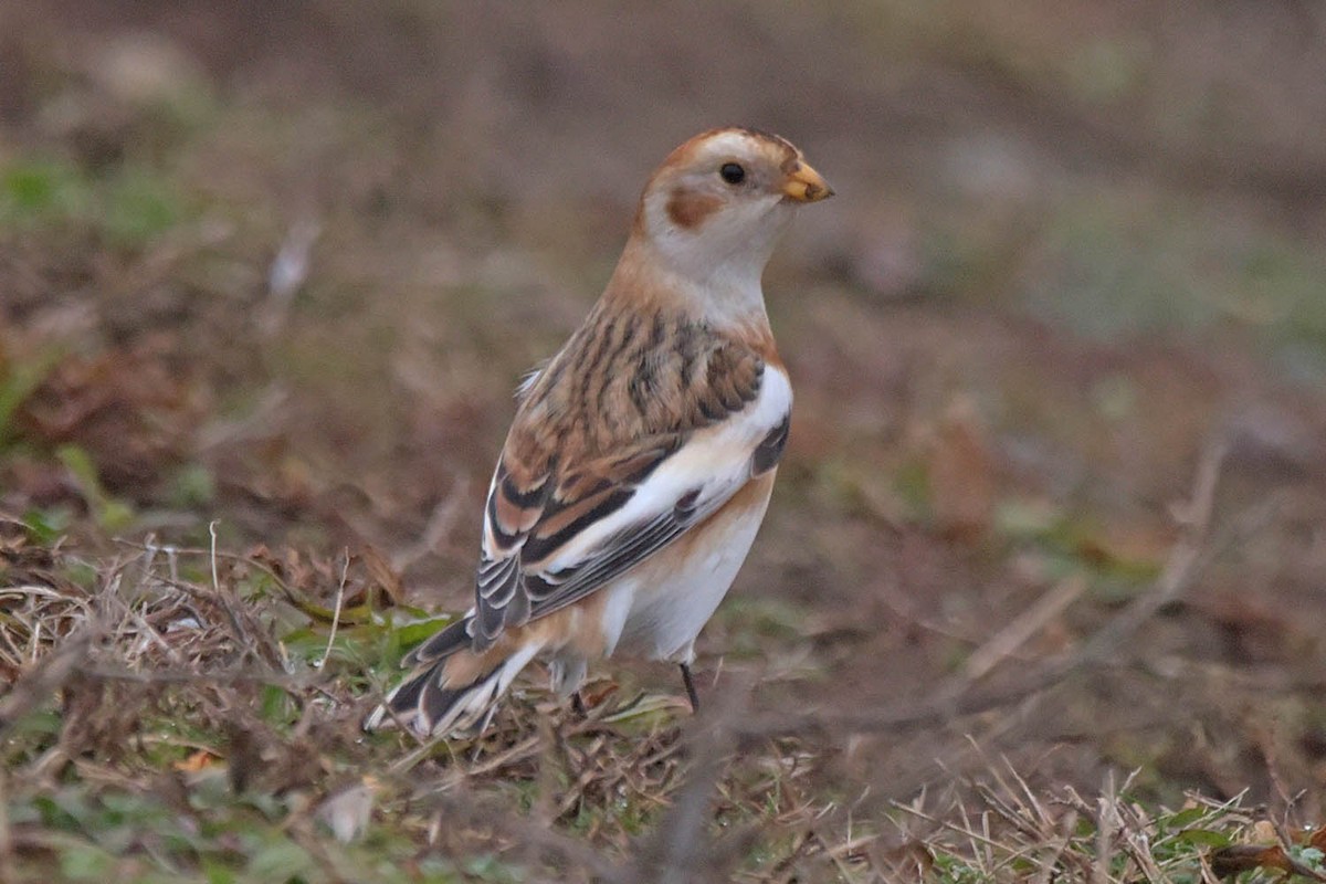 Snow Bunting - Troy Hibbitts