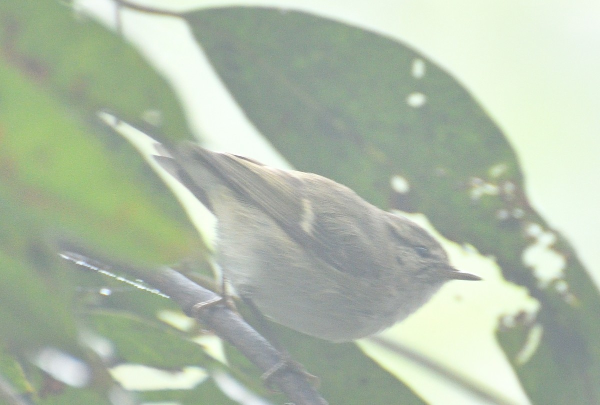 Mosquitero de Brooks - ML613588564