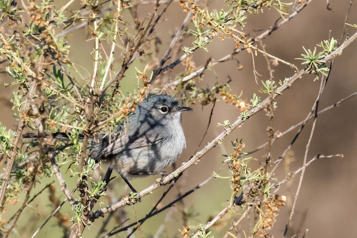 California Gnatcatcher - ML613588726