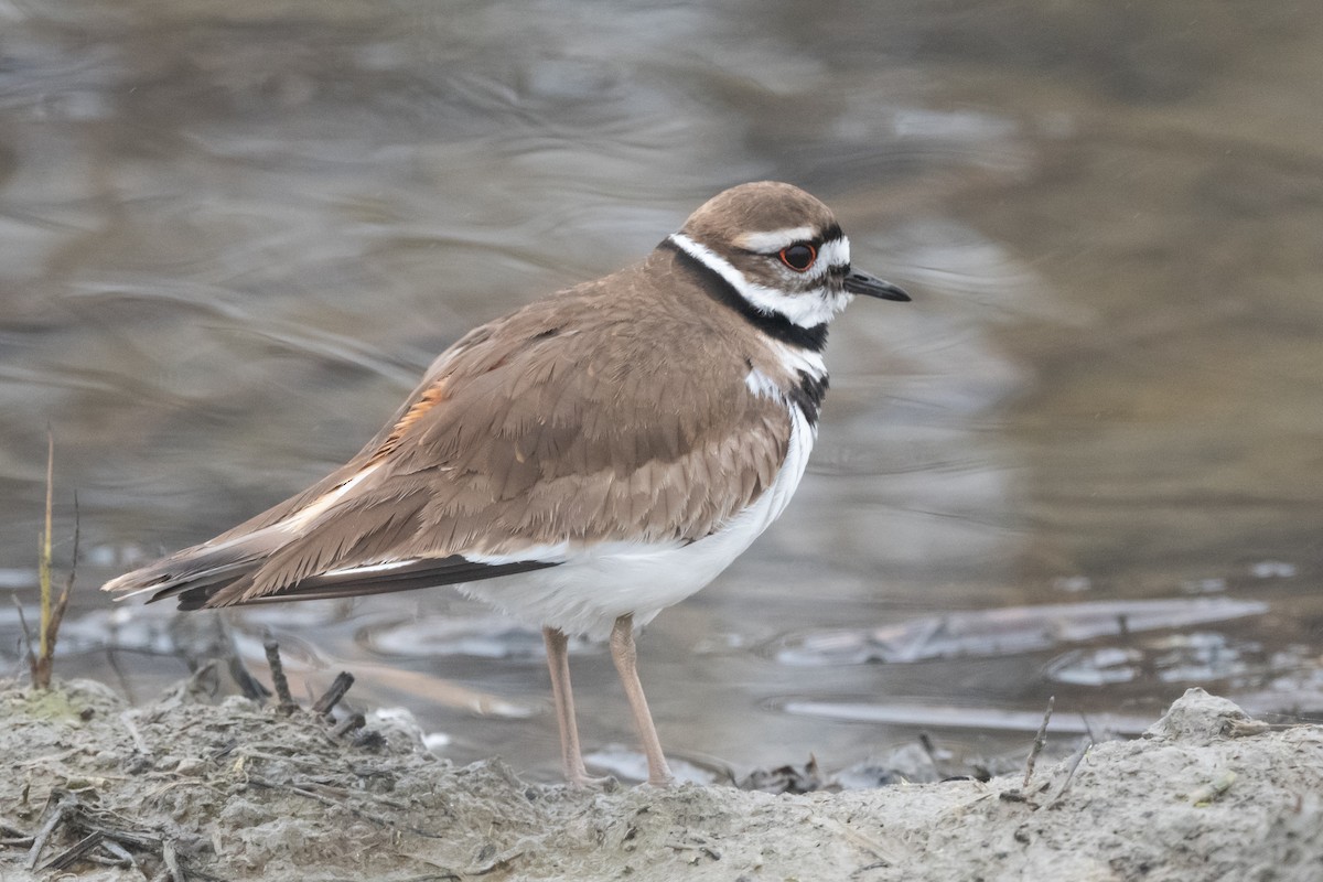 Killdeer - ML613588810