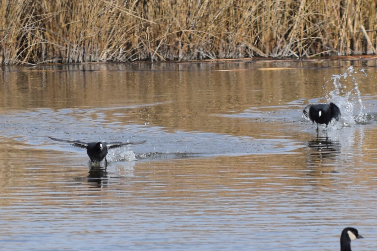 American Coot (Red-shielded) - ML613588828