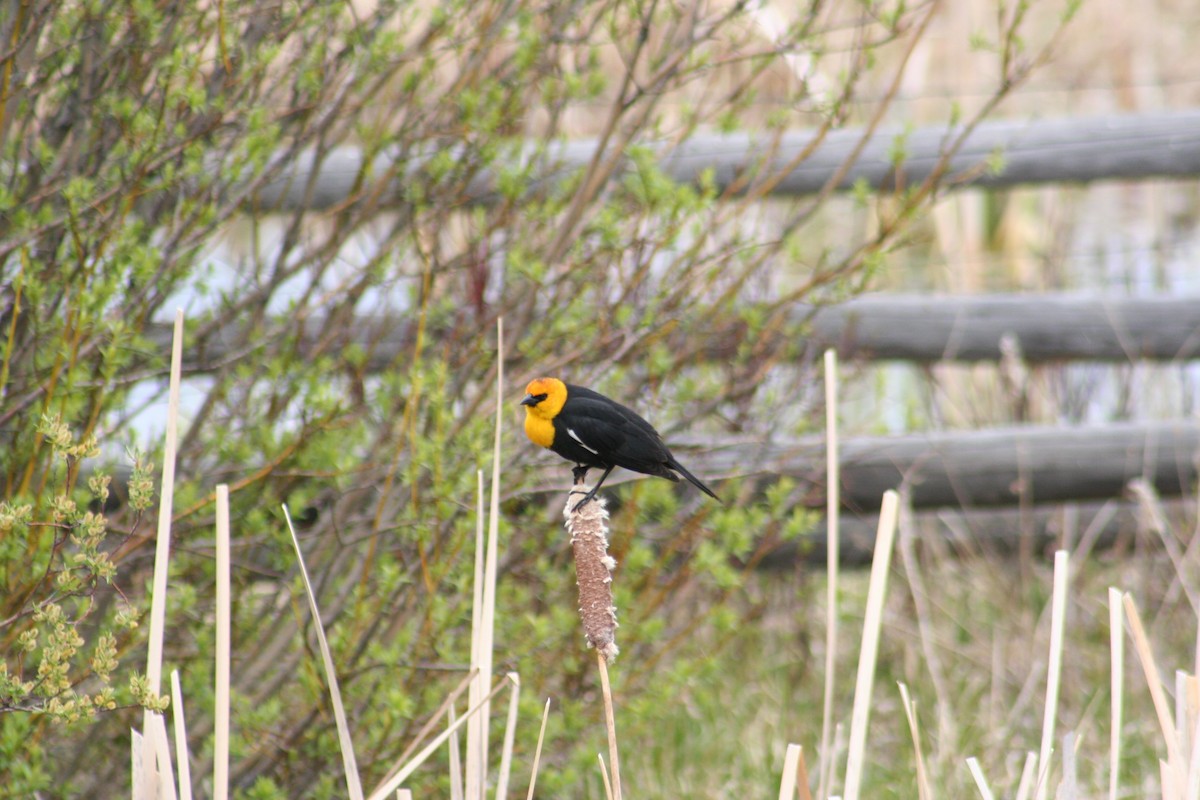 Yellow-headed Blackbird - ML613588836