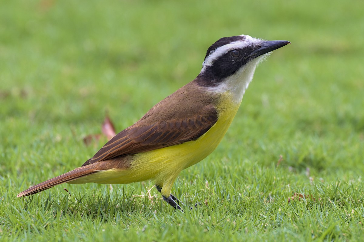 Great Kiskadee - ML613588839