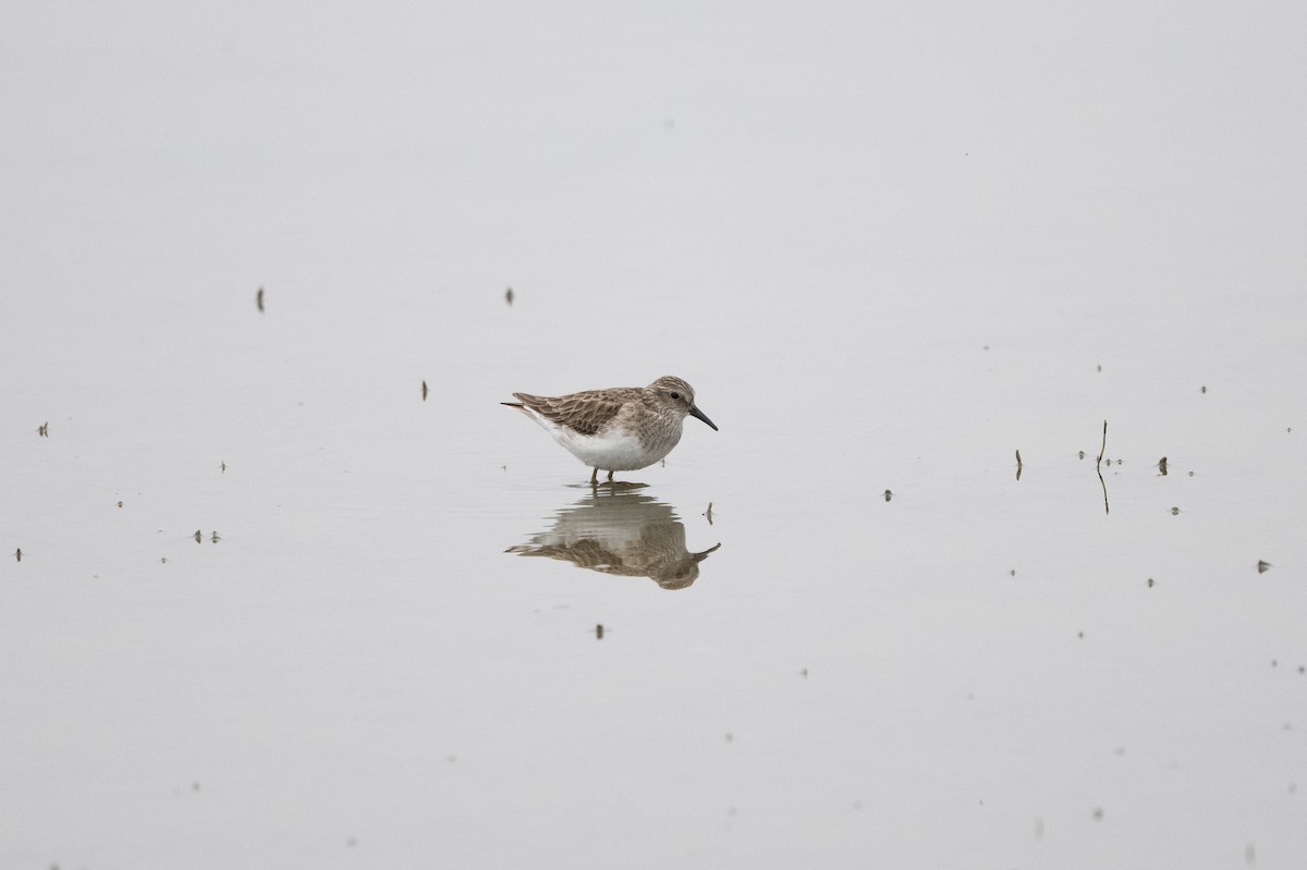 Least Sandpiper - ML613588841