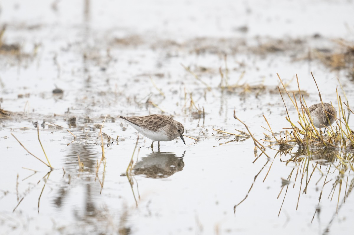 Least Sandpiper - ML613588842