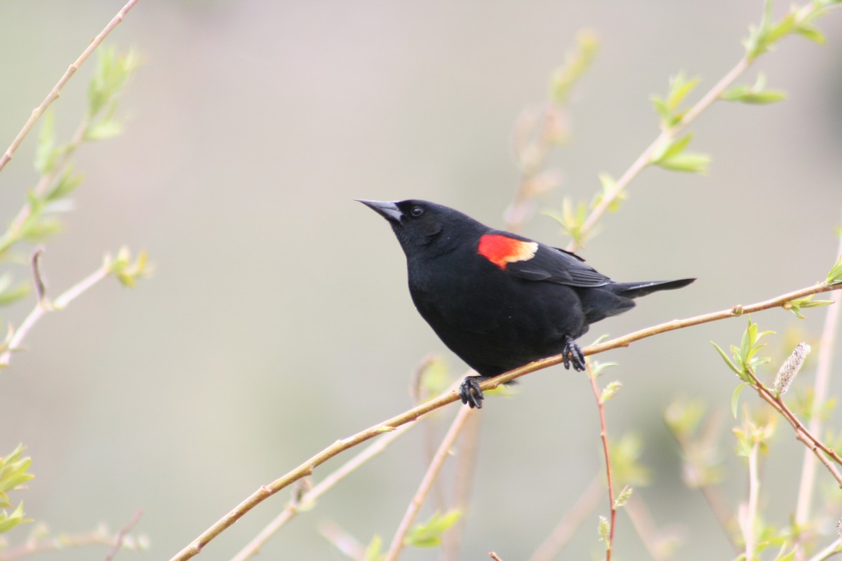 Red-winged Blackbird - ML613588847