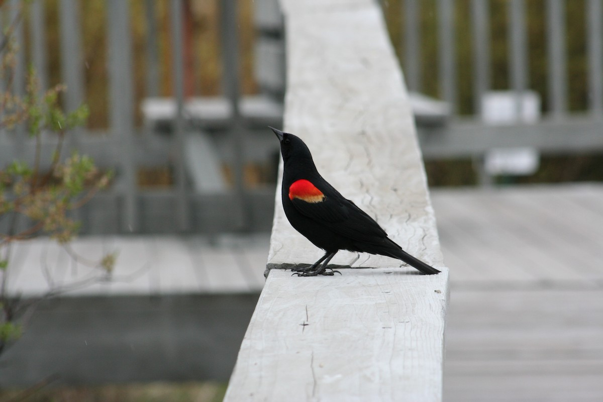 Red-winged Blackbird - ML613588848