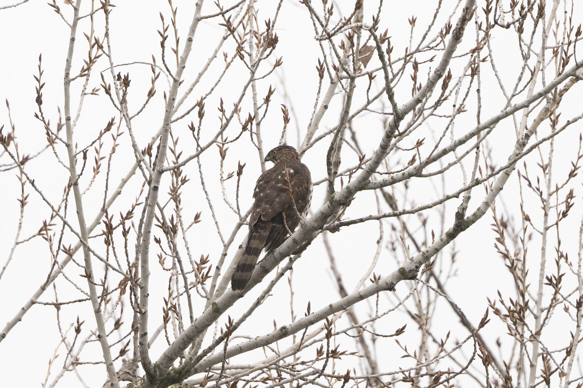 Cooper's Hawk - ML613588893