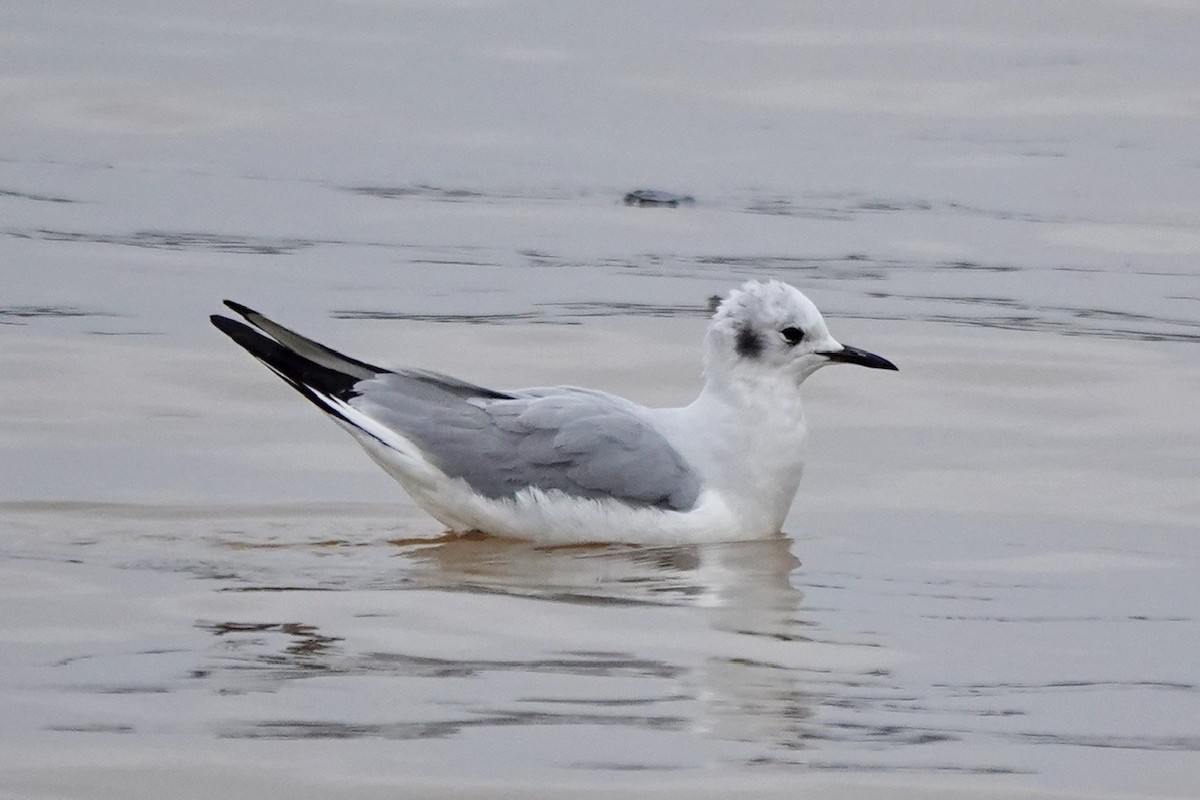 Bonaparte's Gull - ML613588924