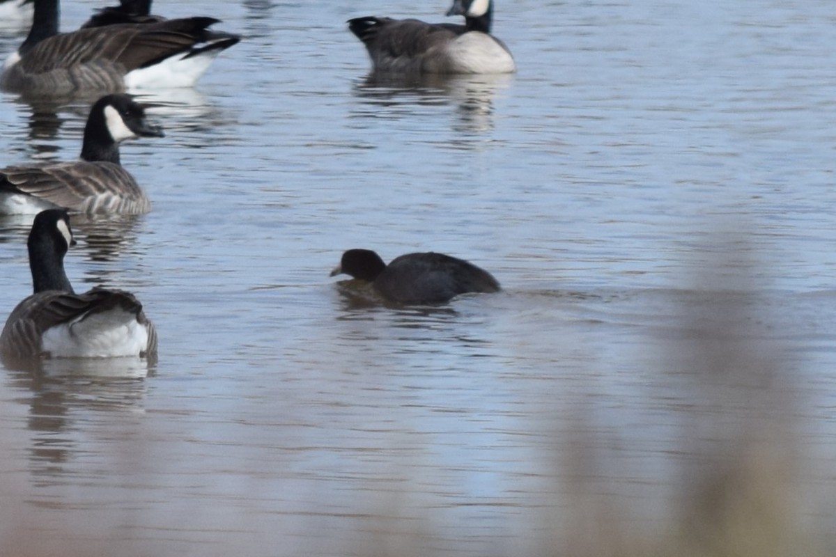 American Coot (Red-shielded) - ML613588933