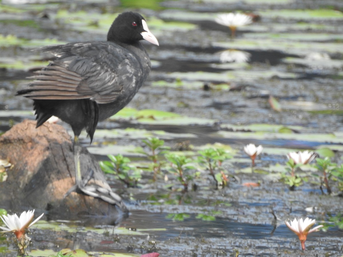 Eurasian Coot - ML613588986