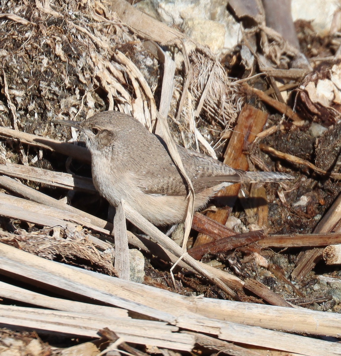 Rock Wren - Teresa Palos