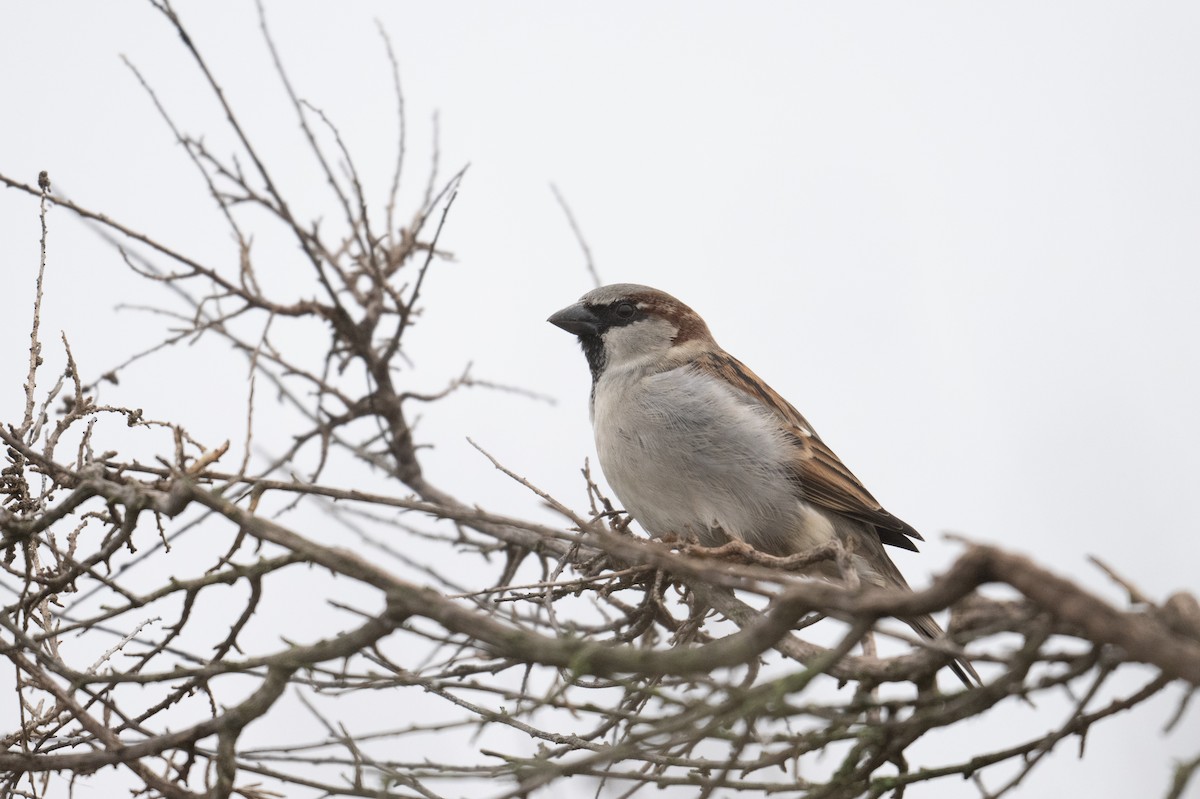 Moineau domestique - ML613589016