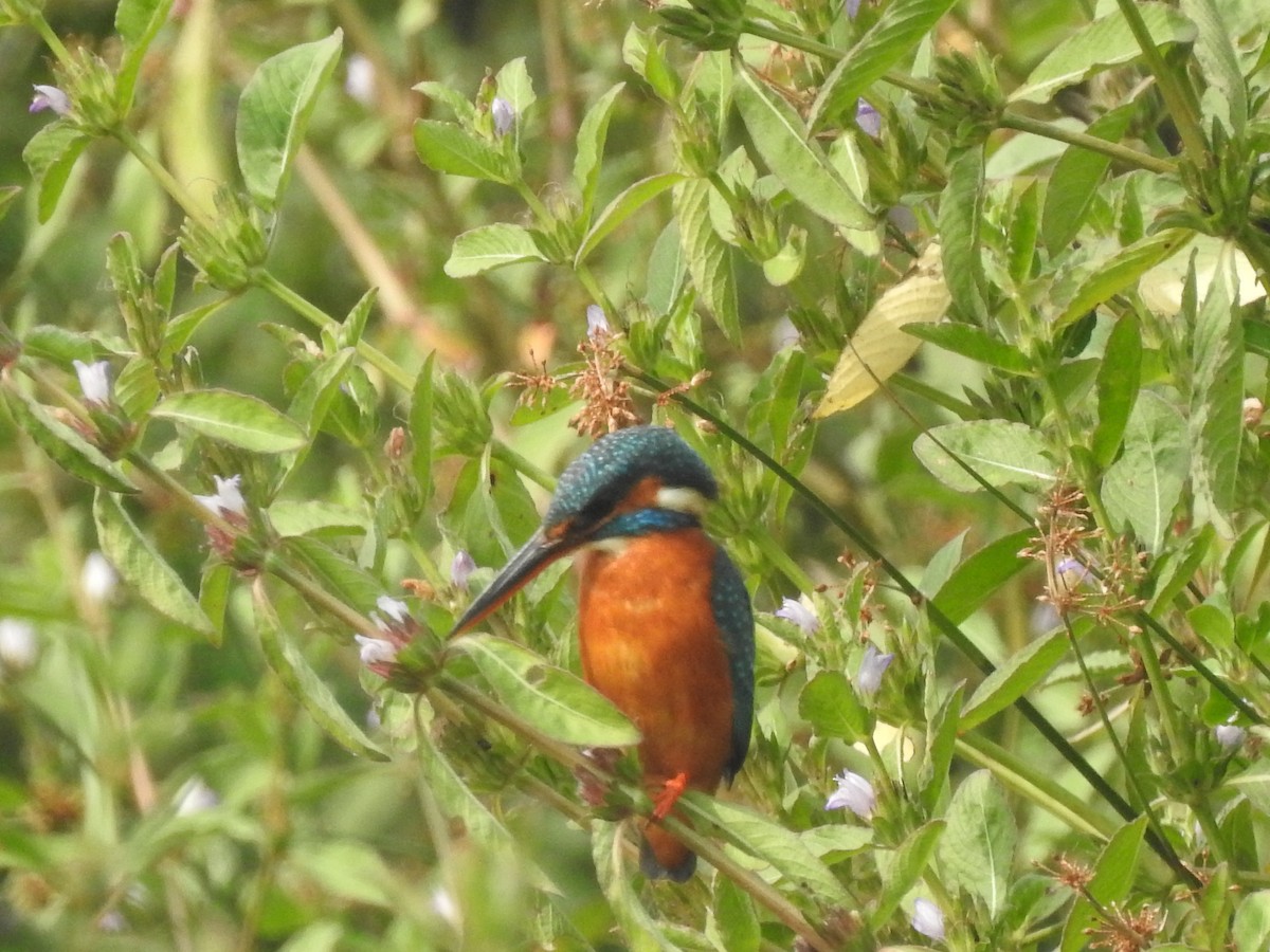 Common Kingfisher - ML613589056