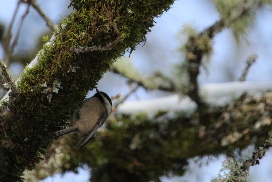 White-breasted Nuthatch - ML613589060