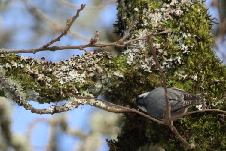 White-breasted Nuthatch - ML613589062