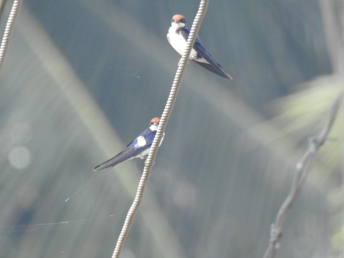 Wire-tailed Swallow - ML613589082