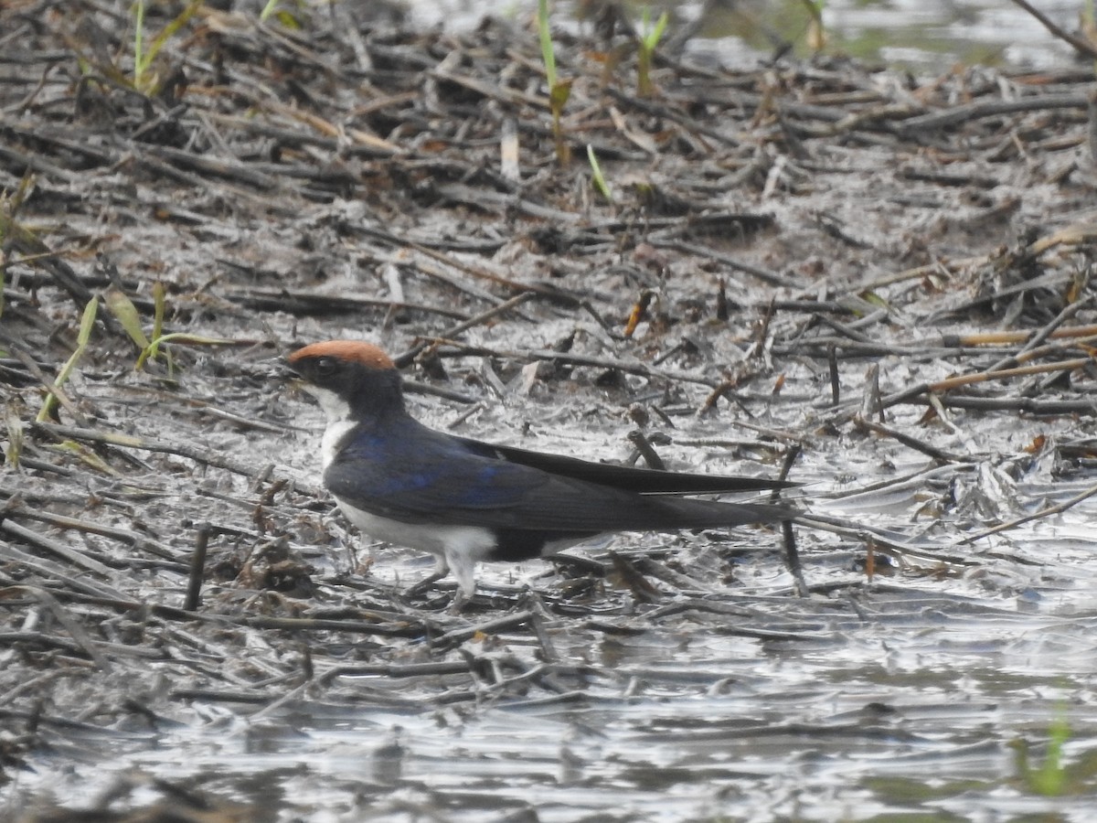 Wire-tailed Swallow - ML613589084