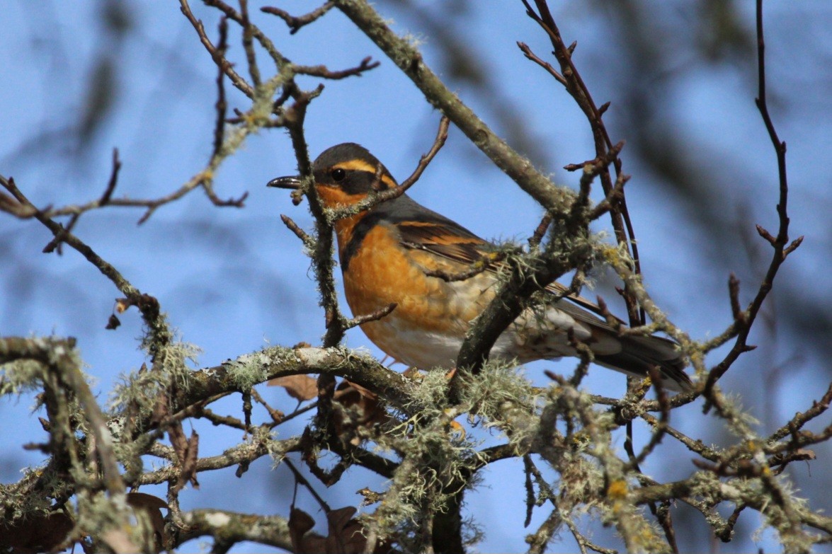 Varied Thrush - ML613589116